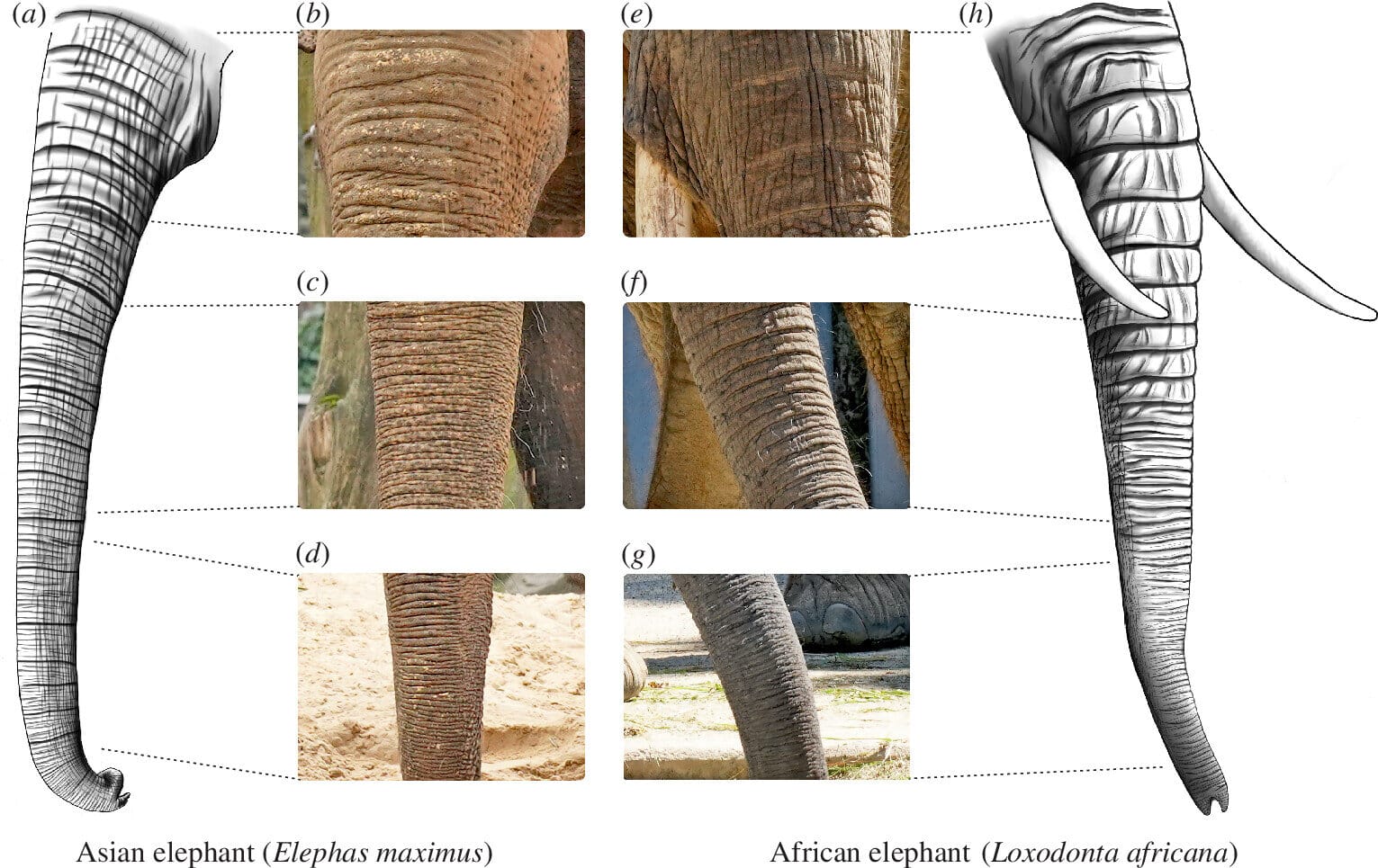 Азиатские и африканские слоны отличаются морфологией хобота, включая складки на туловище / © Royal Society Open Science (2024).