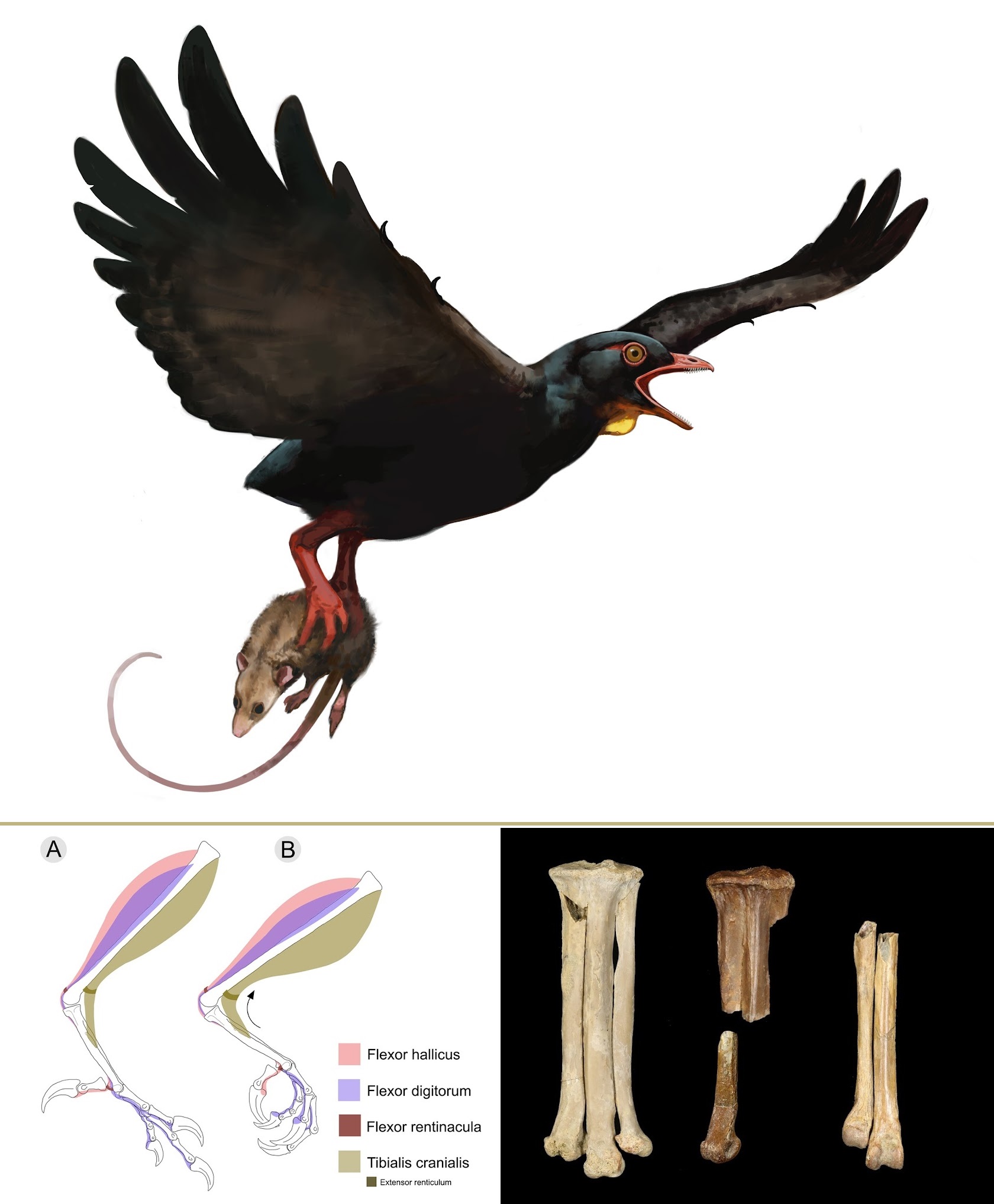 Avisaurus darwini в представлении художника. Эти крупные птицы вели хищнический образ жизни и могли переносить пропорционально крупную добычу / © Alexander D. Clark et al. / PLoS ONE, 2024