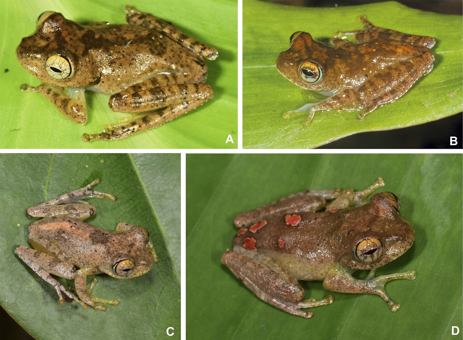 Новые виды мадагаскарских древесных лягушек назвали в честь героев франшизы «Звездный путь» / © Miguel Vences et al., Vertebrate Zoology