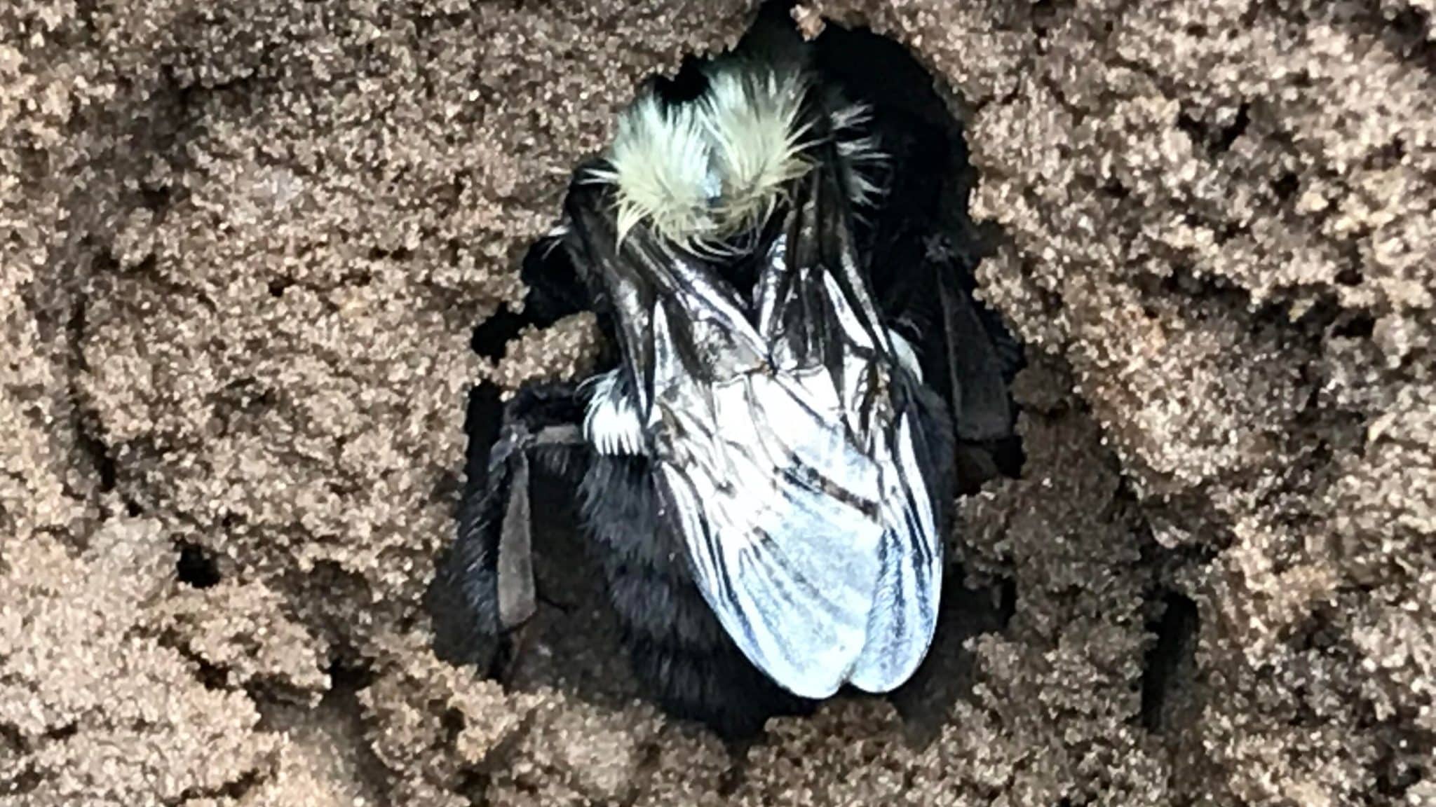 Шмели строят гнезда в земле. Осенью почти все шмели умирают, остаются только молодые оплодотворенные матки (королевы), которые уходят в спячку в одиночестве на несколько месяцев, пока длится зима. Весной королевы строят новые гнезда и цикл повторяется / © Sabrina Rondeau