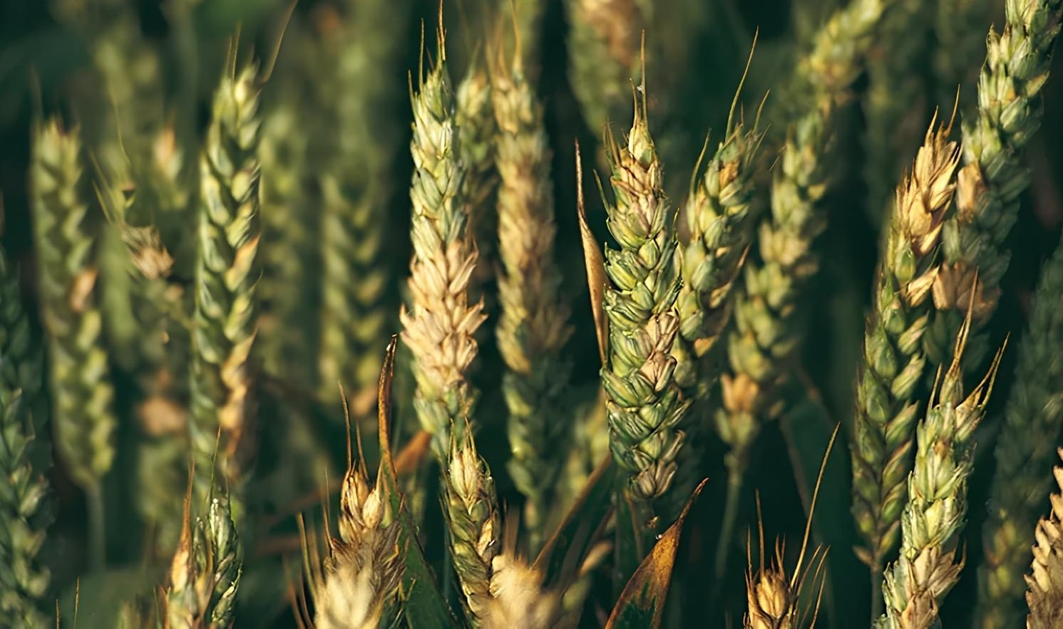 Сигналы растений могут считывать не только полезные грибы, но и болезнетворные, например фитофтора / © studfiles.net