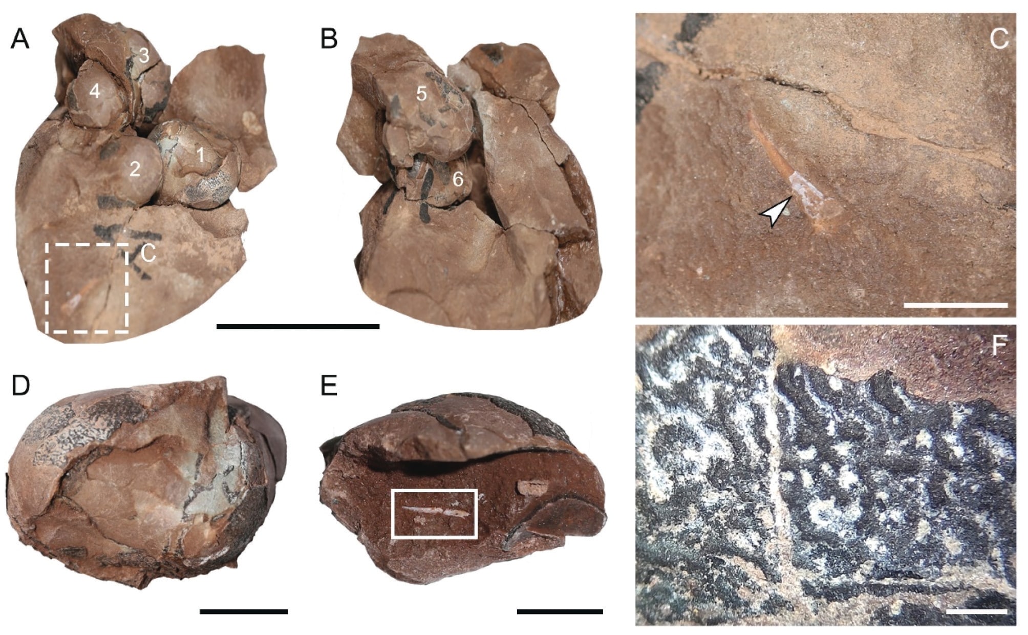 Строение яиц Minioolithus ganzhouensis. (A) Вид сверху на кладку, четыре яйца расположены неравномерно; (B) Вид снизу, показывающий два частично вскрытых яйца; (C) Фрагмент кости конечности; (D) Полное яйцо; (E) Эмбриональная кость в яйце (белый прямоугольник); (F) Увеличение поверхности одного из яиц, показывающее червеобразный и узловатый орнамент / © Historical Biology, Rui Wu et al.