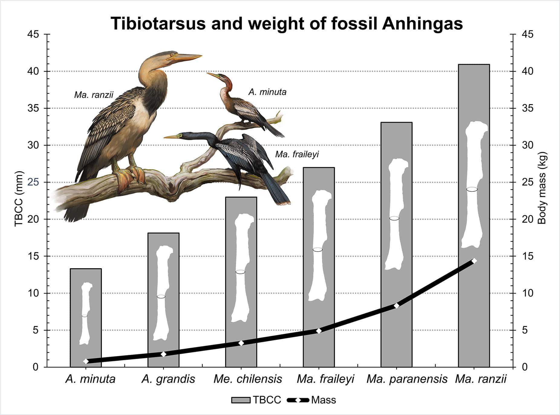 Сравнение измерения минимальной окружности тибиотарзуса (серые столбики) с предполагаемой массой тела (черная линия) ископаемых змеешейковых. Слева вверху показаны палеоарты трех представителей семейства из одной геологической формации / © Palaeoworld, Edson Guilherme et al.