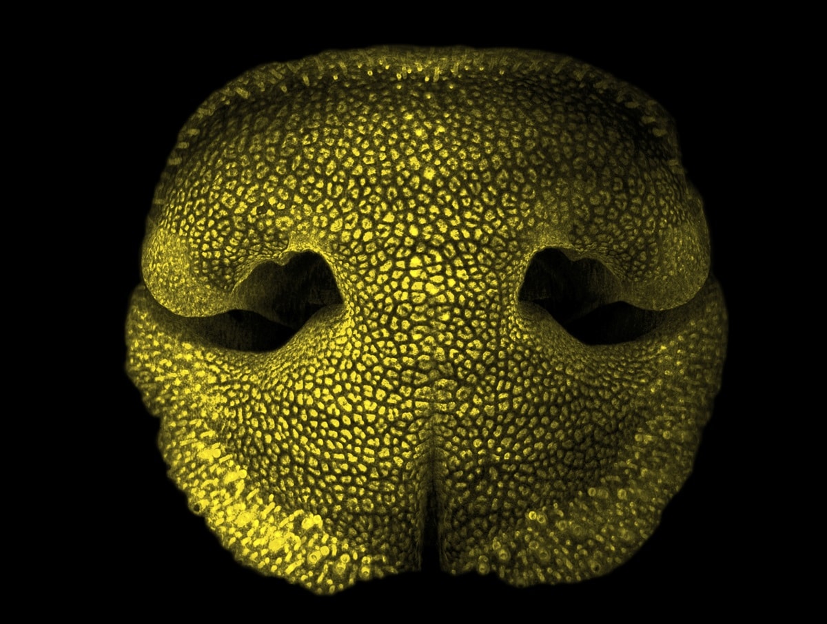 Объемное изображение носа эмбриона собаки во флюоресцентном свете / © Milinkovitch, Dagenois