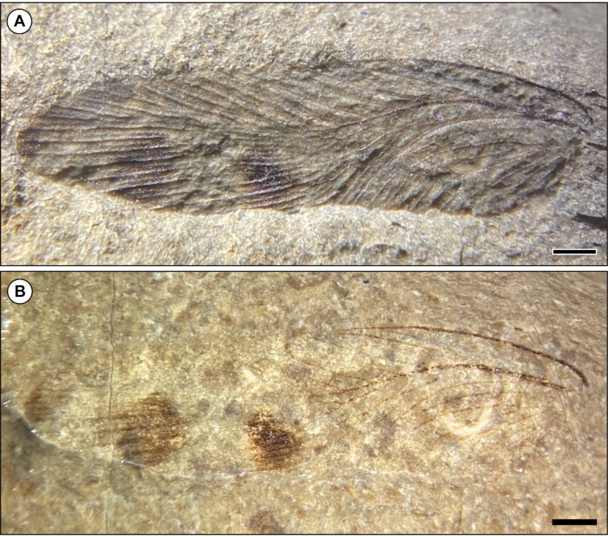 Новый таракан Alderblattina simmsi gen. et sp. nov. (Blattodea, Rhipidoblattinidae), Олдертон Хилл, Глостершир, Великобритания. A, сухой. B, смоченный этанолом; выраженны два субсферических пятна и окраску на кончике крыла / © Papers in Palaeontology, Emily J. Swaby.