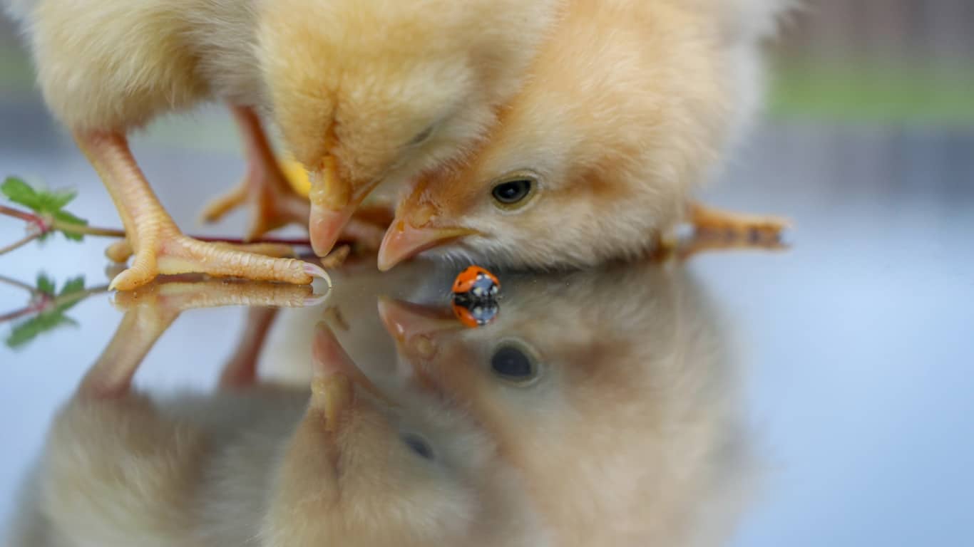 Отображение в зеркале снижает уровень тревоги у птенцов / © MILA