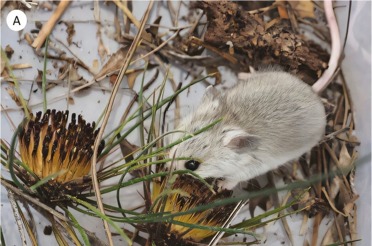 Австралийские ученые получили доказательства первичного опыления грызунами двух видов банксий / ©  Botanical Journal of the Linnean Society (2024).