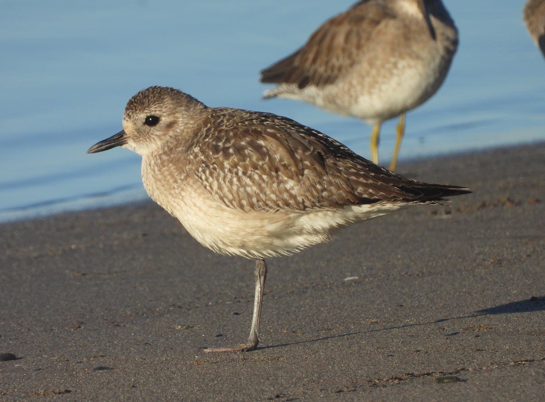 Тулес Pluvialis squatarola / © allan7 via inaturalist.org