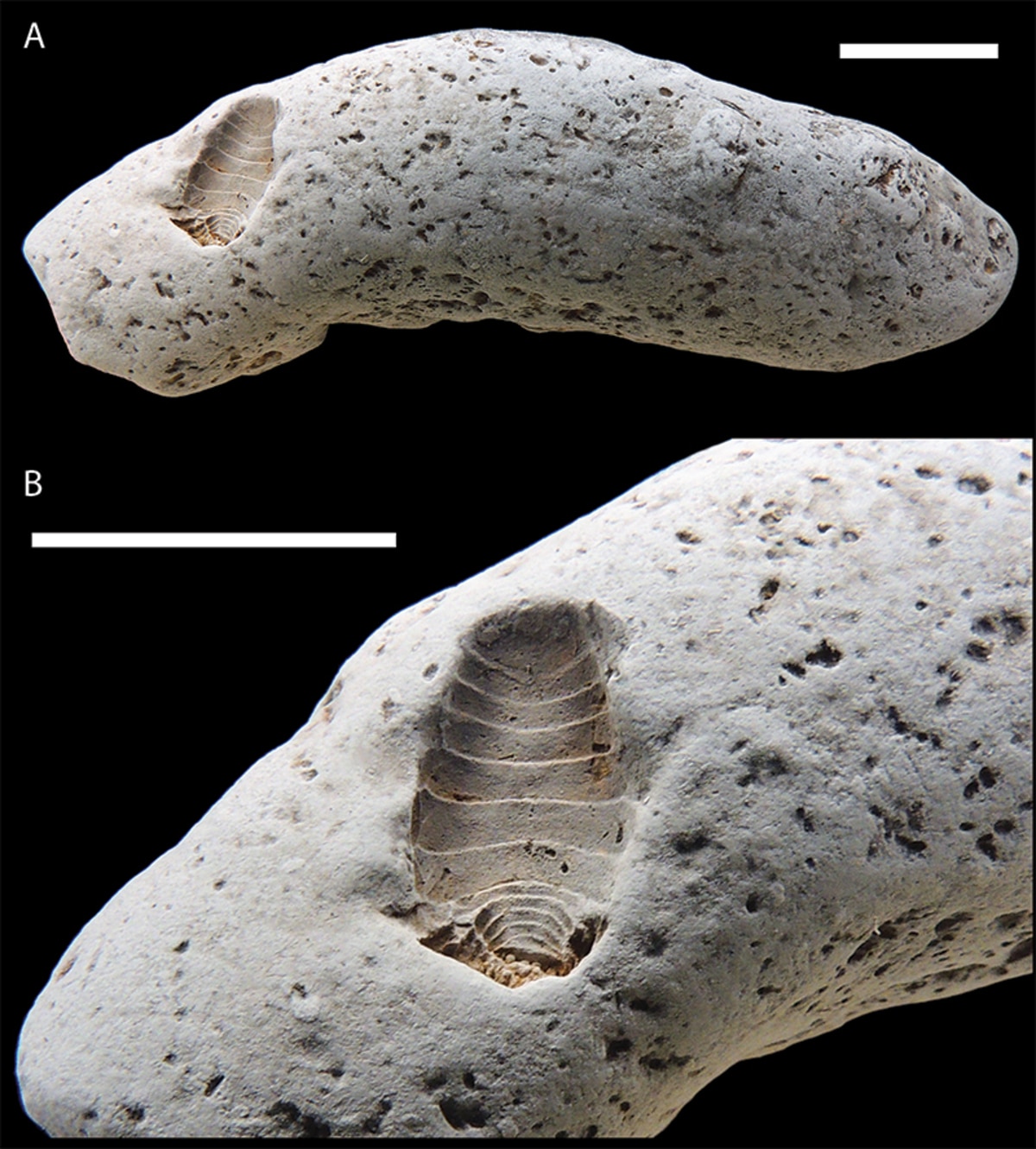 Копролит миоценового позвоночного, сохранивший отпечаток спинной поверхности цимотоидной изоподы Calverteca osbornei. А) Полный вид копролита с отпечатком. Б) Увеличенный вид конца копролита и отпечатка тела изоподы. Передний конец ракообразного ориентирован вверх. Копролит был посыпан сублимированным хлоридом аммония для выделения деталей и улучшения контраста / ©️ Palaeontologia Electronica, Stephen J. Godfrey et al.