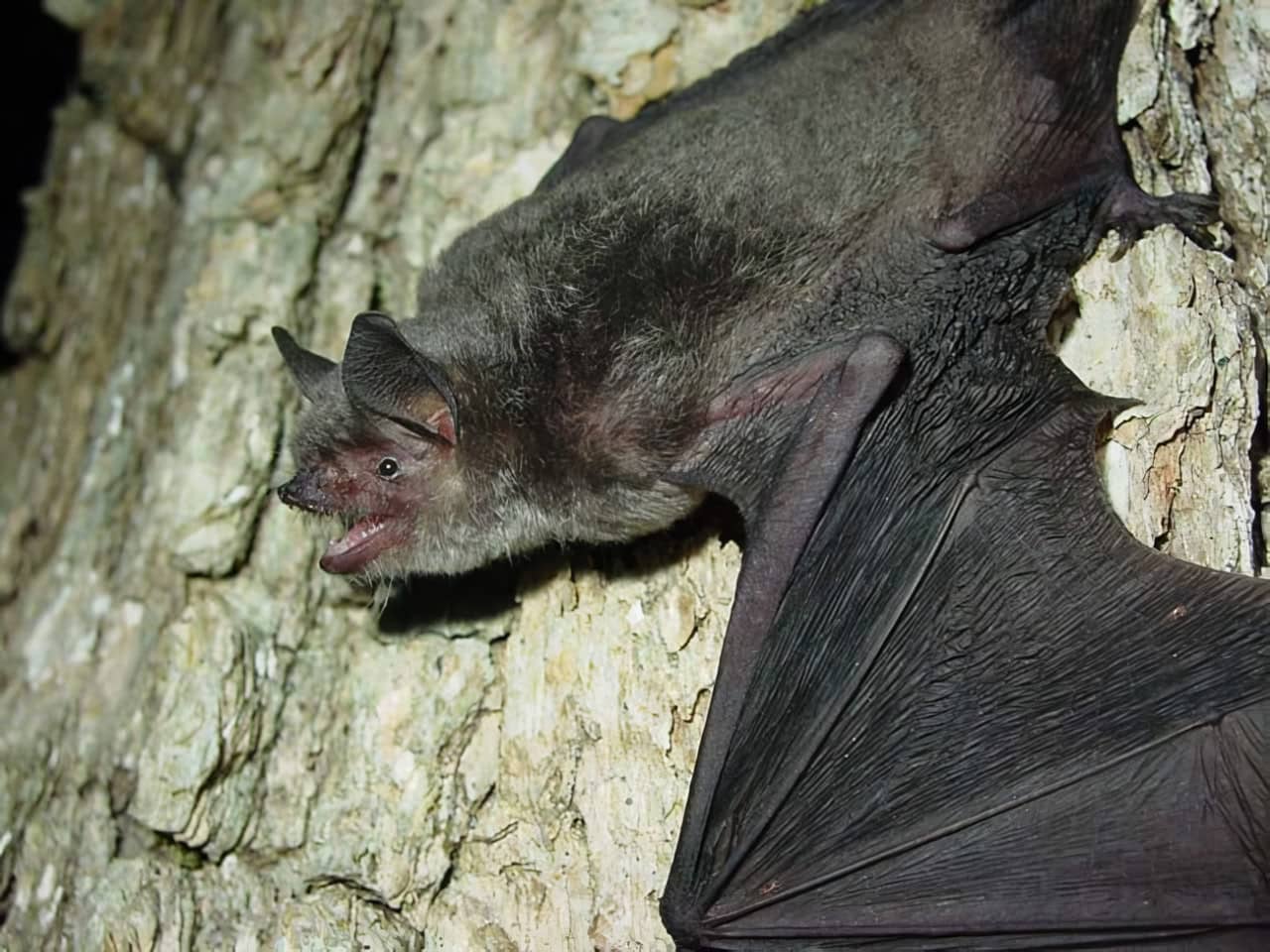 Серая ночница (Myotis grisescens) / © Adam Mann, USFWS Photo