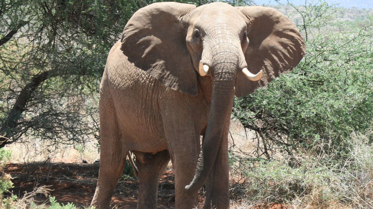 © Lucy King, Elephants & Bees Project