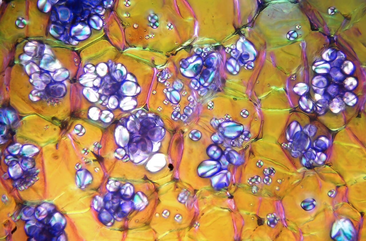 Зерна кукурузного крахмала в клетках картофеля / @ Александр Клепнев