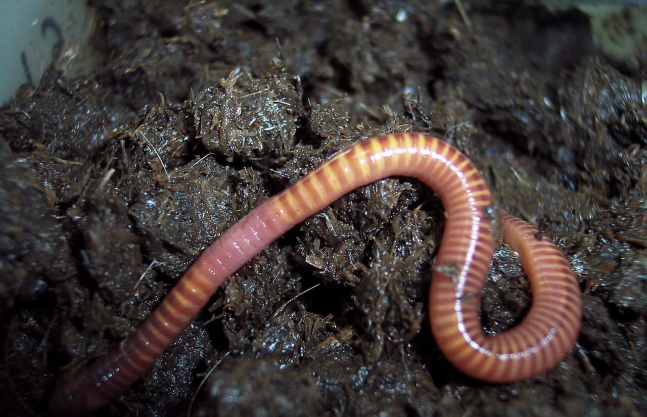 Навозный, или компостный червь (Eisenia fetida) / © Julio Eiroa, natureandphoto