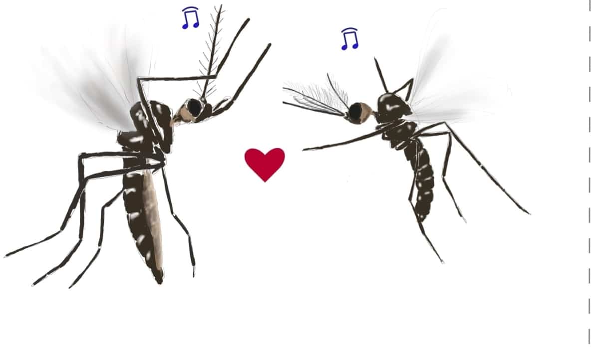 Эксперимент показал, насколько слух важен для успешного спаривания комаров и к чему приводит его полное отсутствие / © Dhananjay Thakur