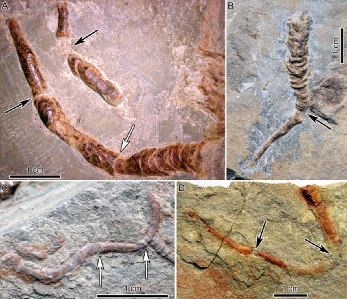 Червеобразное эдиакарское существо Conotubus hemiannulatus / © sciencedirect.com, Y. Cai et al., 2011