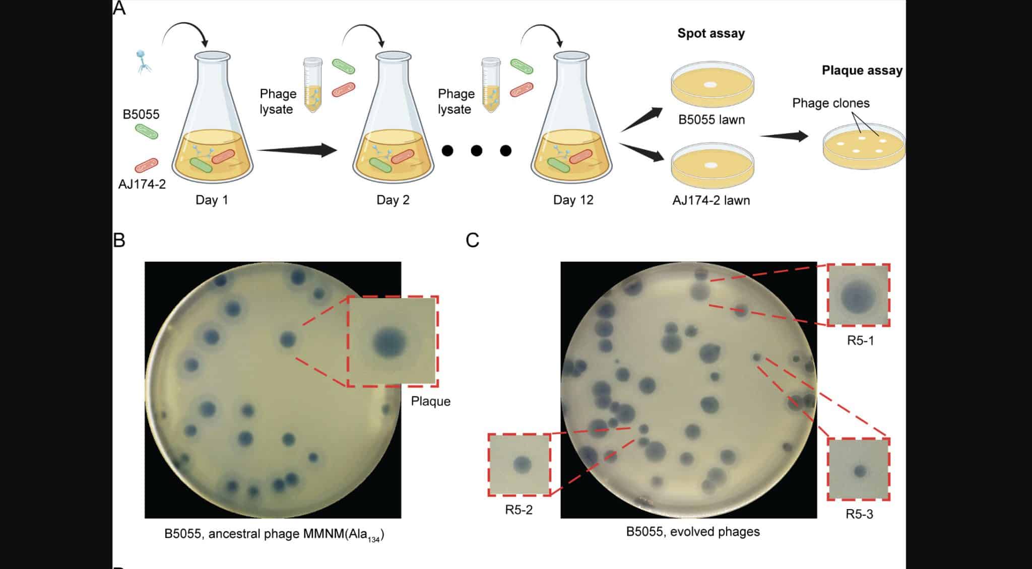 Отдельная субпопуляция фага MMNM, фаг MMNM (Ala134) / © mBio (2024).