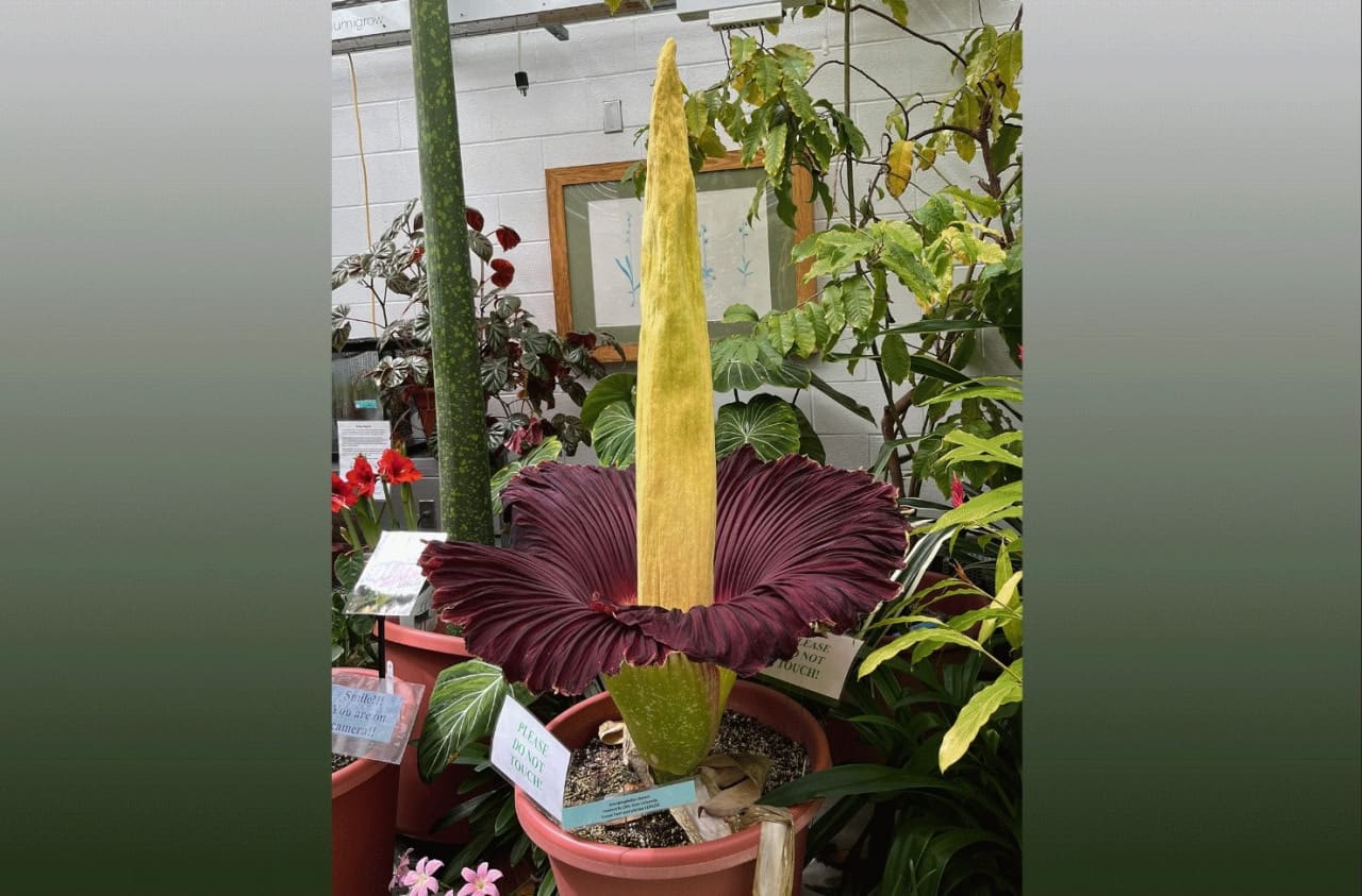 Аморфофаллус титанический во время цветения / © Eric Schaller