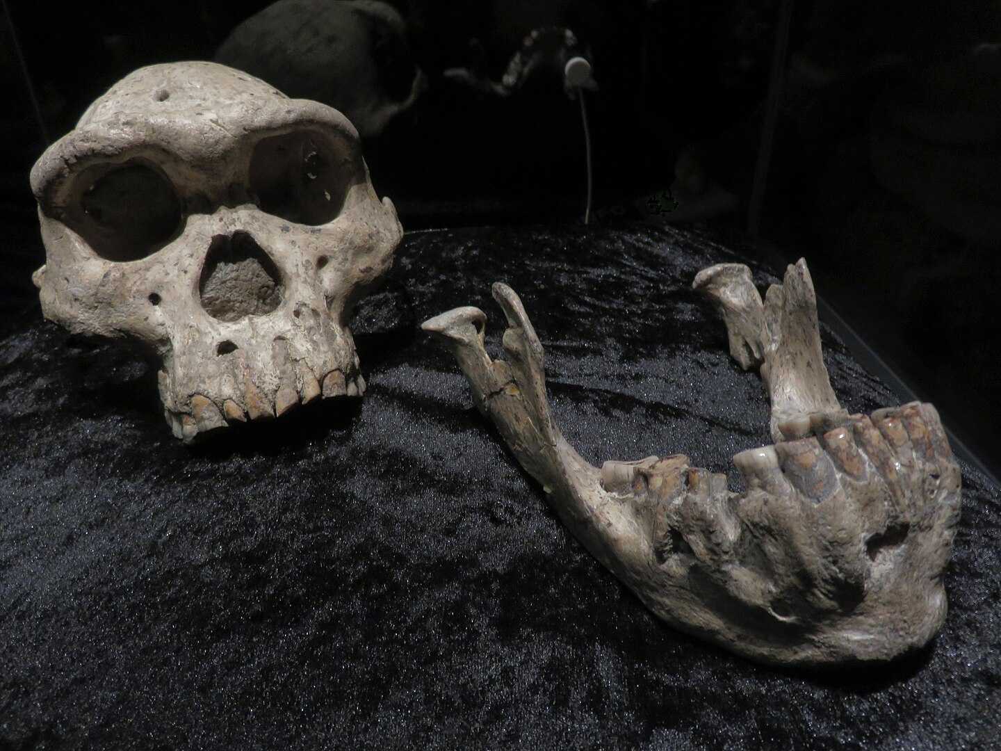 Череп раннего Homo, найденный в Дманиси / © Gerbil, wikipedia.org