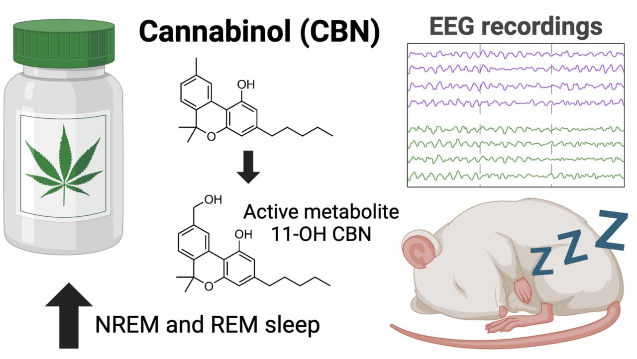 Схематическое изображение эксперимента по воздействию каннабинола на сон у крыс / © University of Sydney