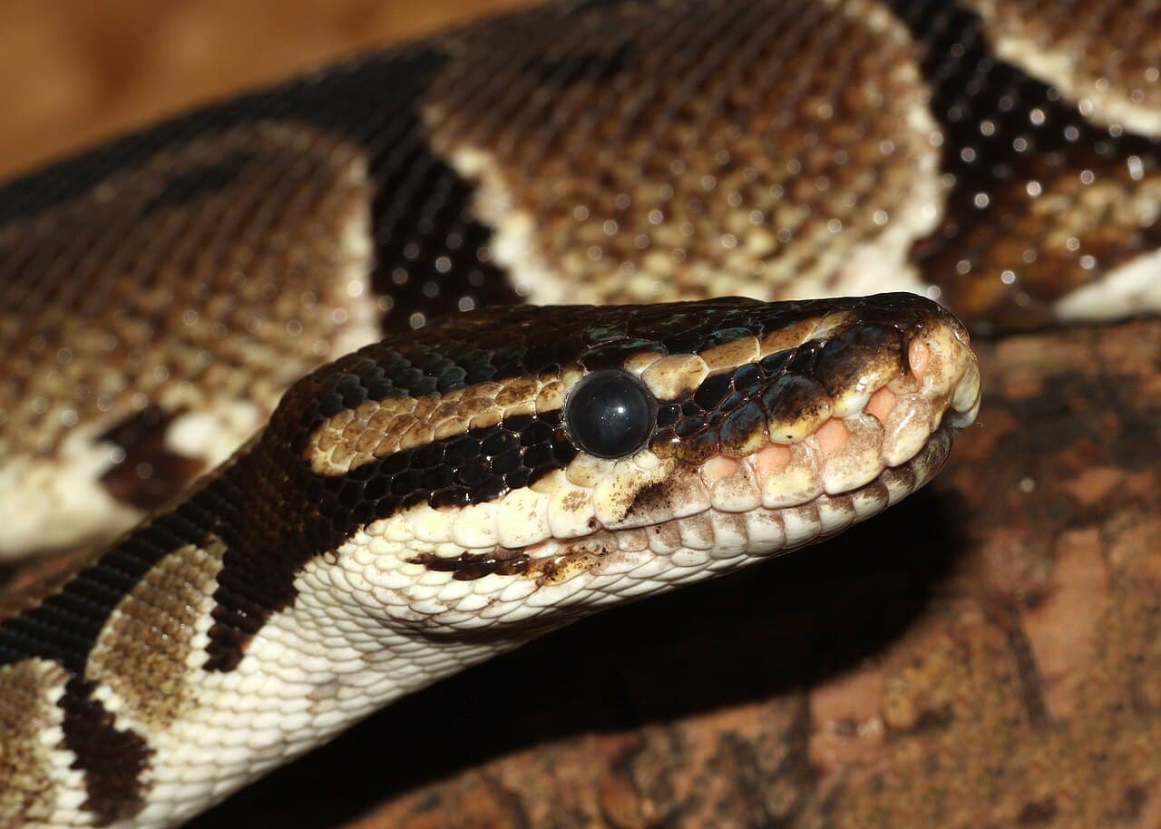 Королевский питон (Python regius) / © Wikimedia Commons