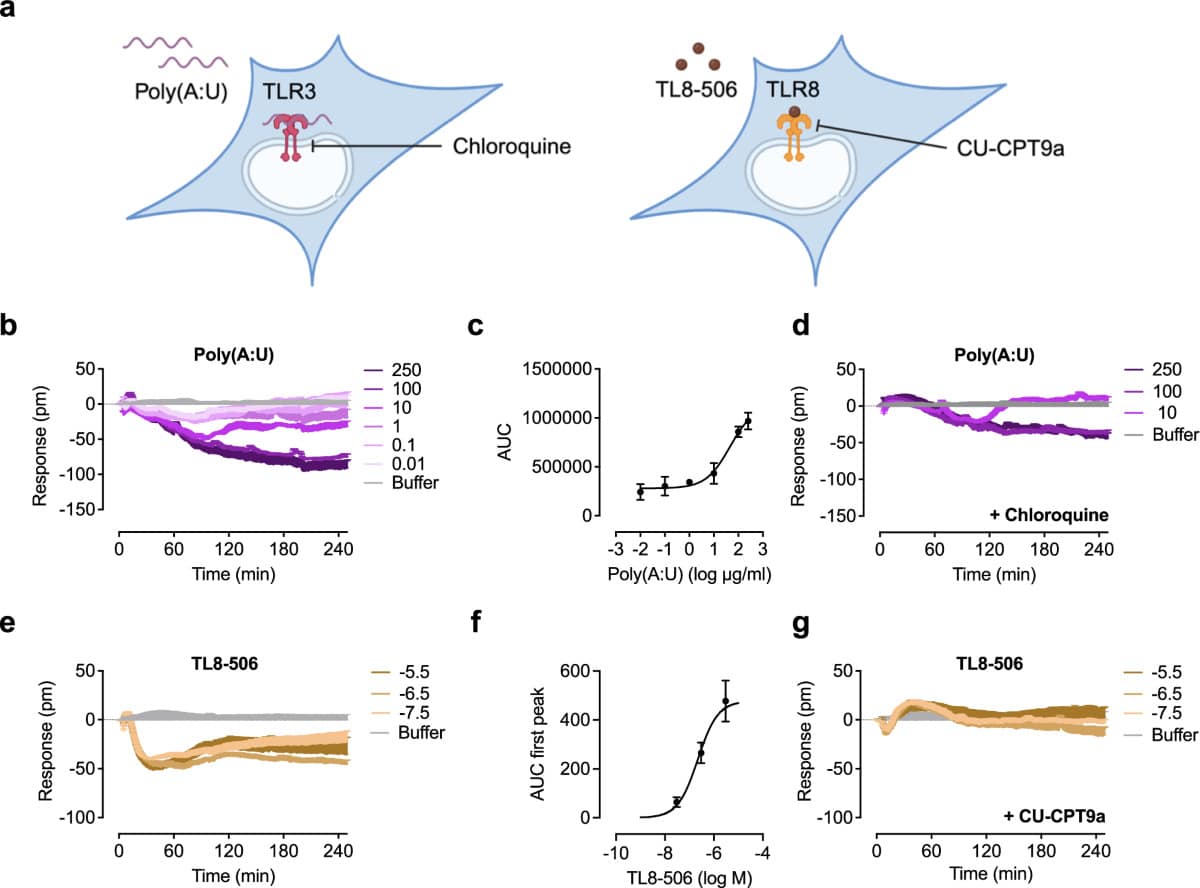 Оптический биосенсор расшифровал сигналы Toll-подобных рецепторов / © Nature Communications (2024)