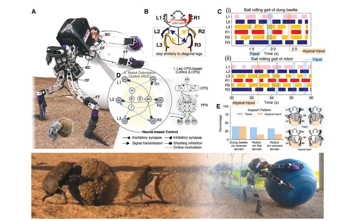 Робот ALPHA и жук-навозник во время перекатывания шара / @ Binggwong Leung et al.