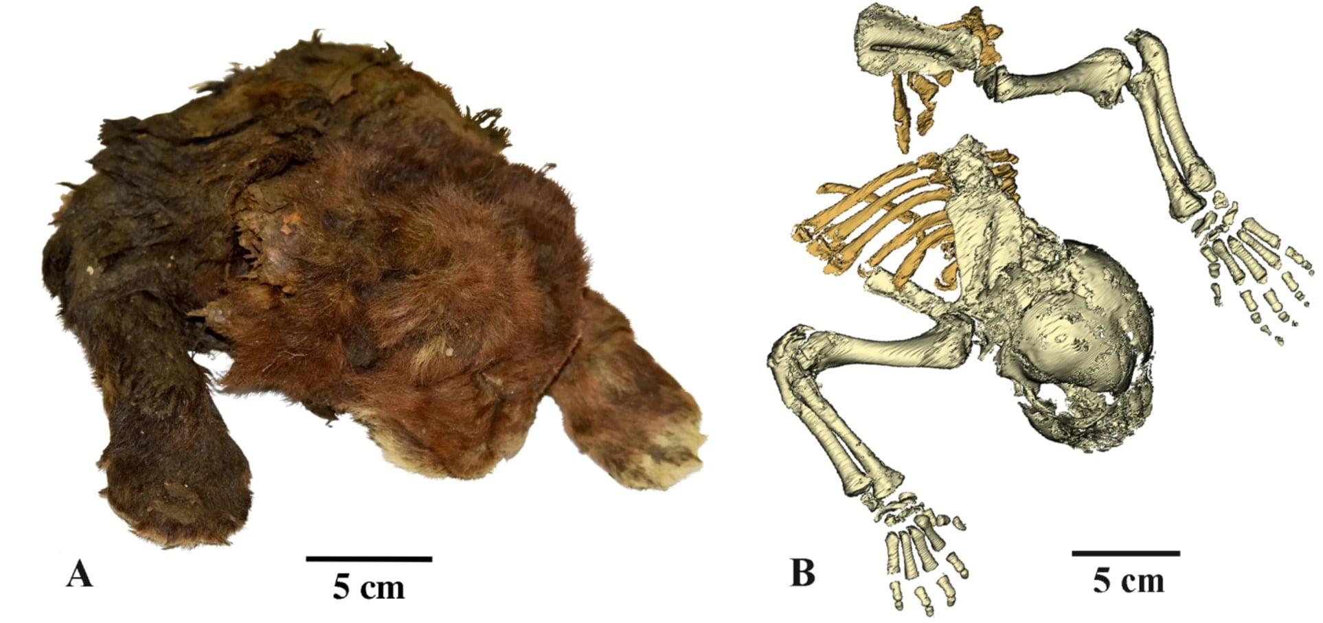 Замороженная мумия Homotherium latidens (Owen, 1846), найденный в России, Республика Саха (Якутия), бассейн реки Индигирки, река Бадяриха; верхний плейстоцен: (A) внешний вид; (B) скелет, компьютерная томография, вид со спины / © Scientific Reports, A. V. Lopatin et al.