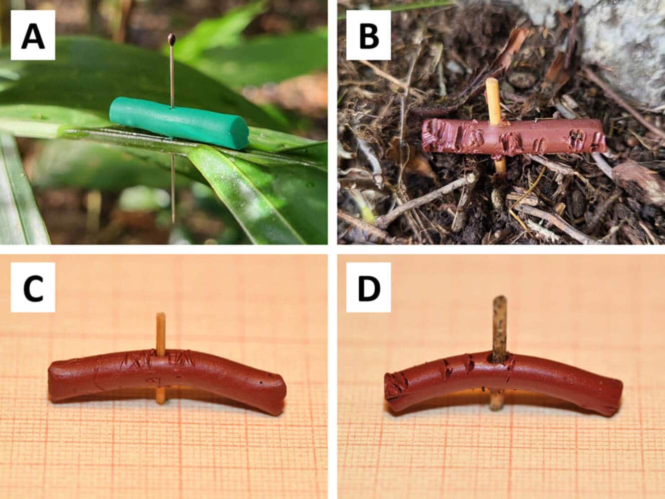 Пластилиновые червяки со следами нападений. А — модель-«гусеница» во Вьетнаме, без повреждений; B — модель червя в Мурманской области со следами укусов млекопитающих; C — модель червя со следами клювов; D — модель червя со следами укусов членистоногих / © sev-in.ru, D. D. Vinogradov et al., 2024