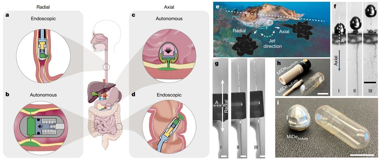 Инсулин, некоторые вакцины и моноклональные антитела научились вводить без игл / © G. Arrick et al., Nature