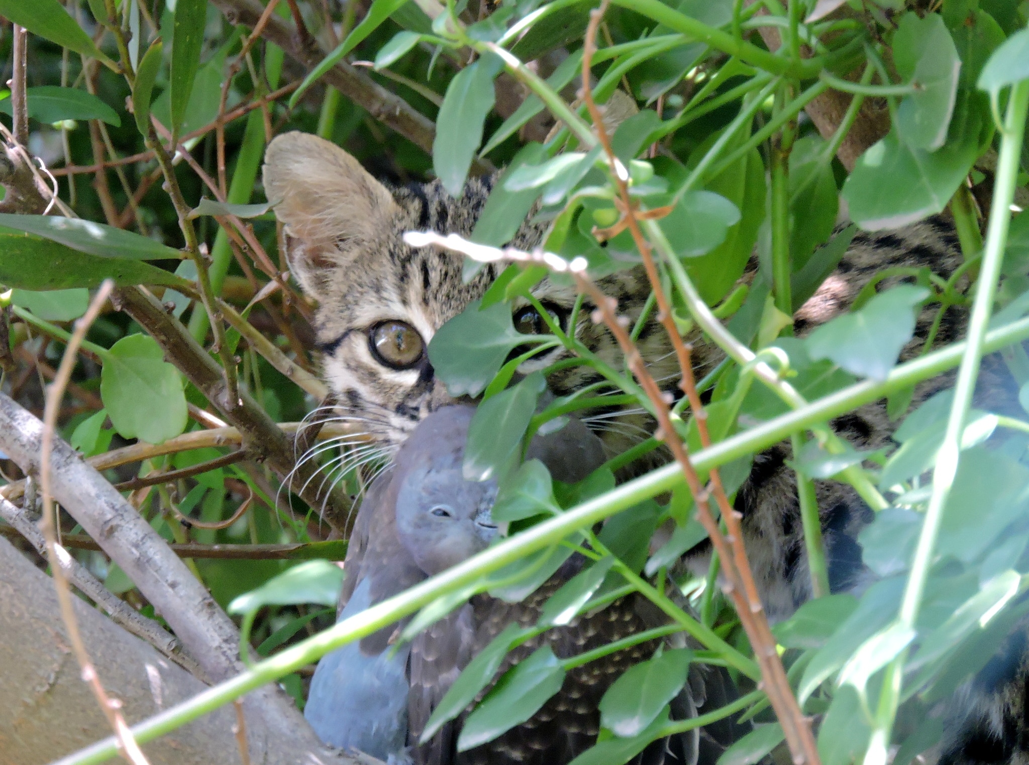 Кошка Жоффруа (Leopardus geoffroyi) с характерным узором на морде и теле / © Wikimedia Commons, diego Hernan Perez.