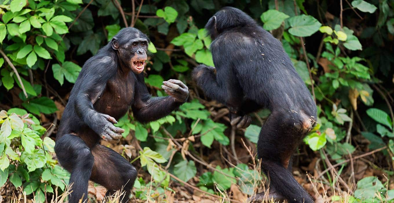 Шимпанзе, как люди, наладили контакт с помощью игры © Sergey Uryadnikov, Shutterstock, FOTODOM