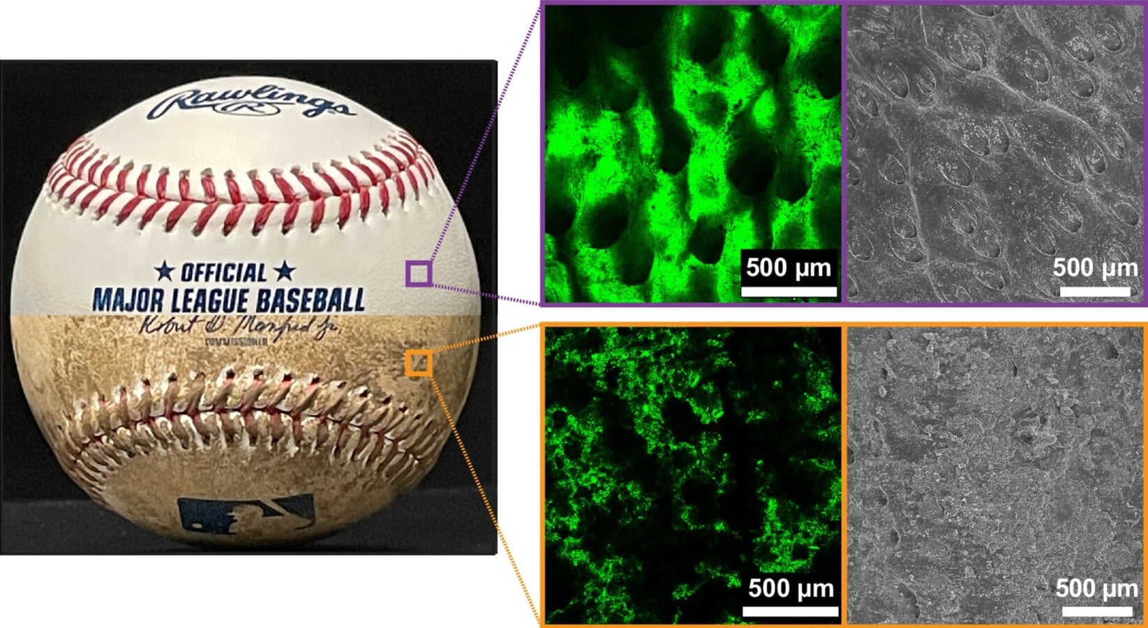 Состав и микроструктура грязи для втирания в бейсбольные мячи. (A) Визуализация микроструктуры чистой поверхности бейсбольного мяча (вверху) и поверхности бейсбольного мяча, покрытой грязью (внизу), с помощью конфокальной лазерной сканирующей микроскопии (CLSM) (зеленые изображения) и сканирующей электронной микроскопии (SEM) (серые изображения) / © Proceedings of the National Academy of Sciences, Shravan Pradeep et al.