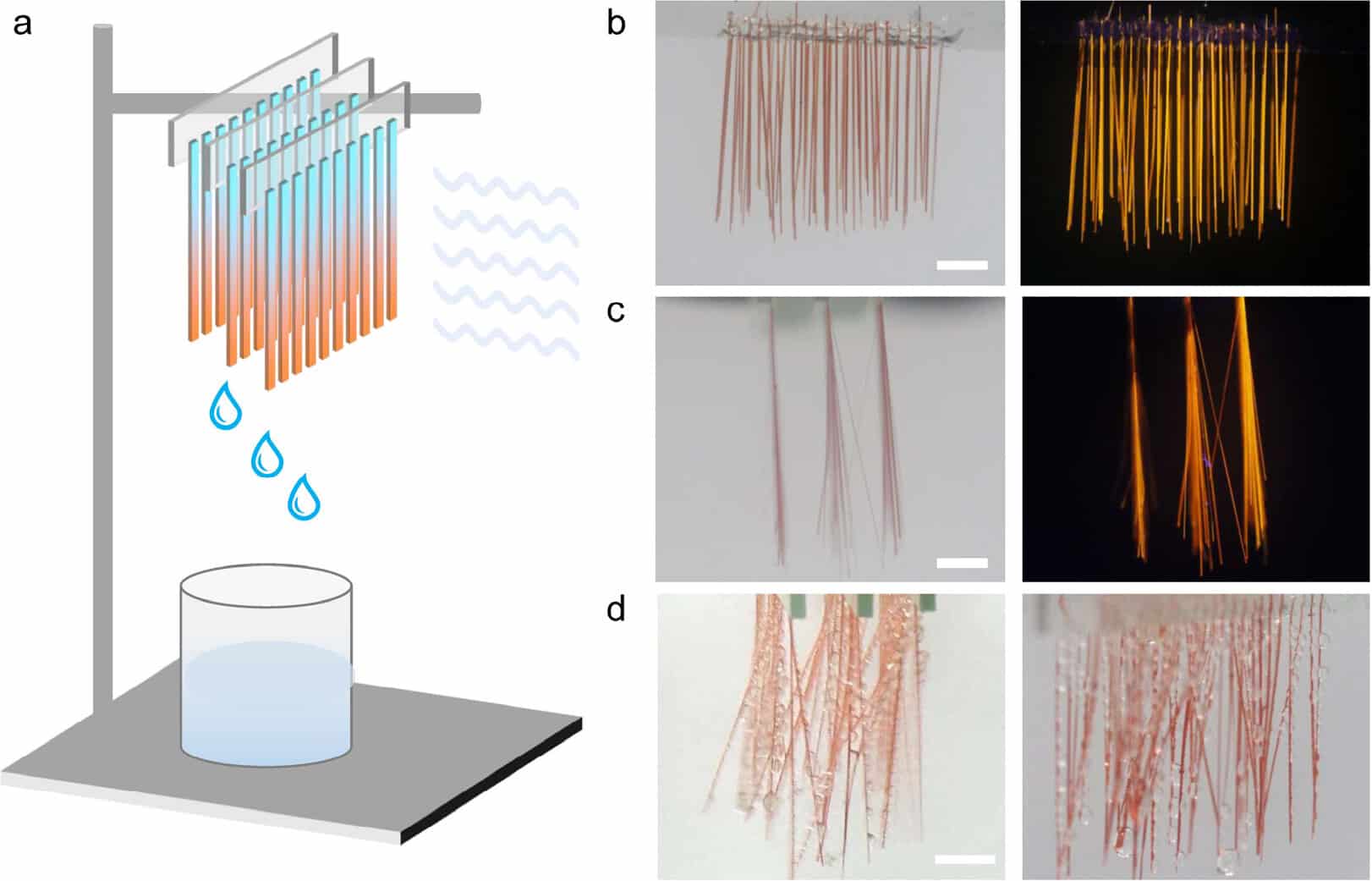 Схема расположения кристаллов Януса в эксперименте, фронтальный и боковой виды на группы кристаллов на разных этапах формирования капель воды / © Journal of the American Chemical Society, 2024. DOI: 10.1021/jacs.4c11689