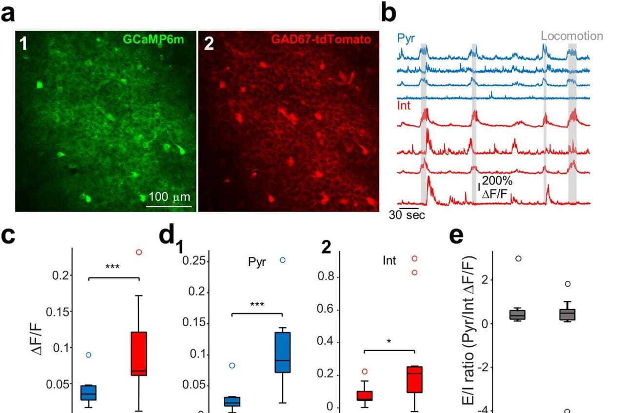 Активность тормозных и возбудимых нейронов в области гиппокампа (CA1) у мышей  / © PLOS Biology (2024)