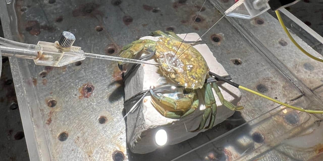 Реакцию нервной системы и мозговую активность берегового краба (в ответ на механические и химические стимулы) измерили с помощью прикрепленных к ракообразному электродов / © Eleftherios Kasiouras