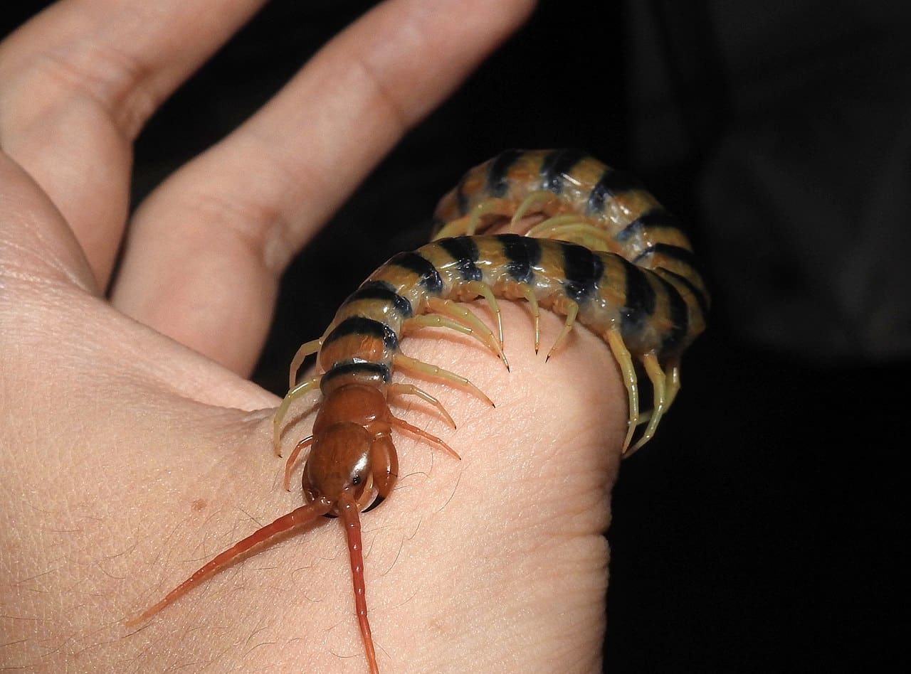 Scolopendra morstitans / © Jackson Nugent, Wikimedia Commons