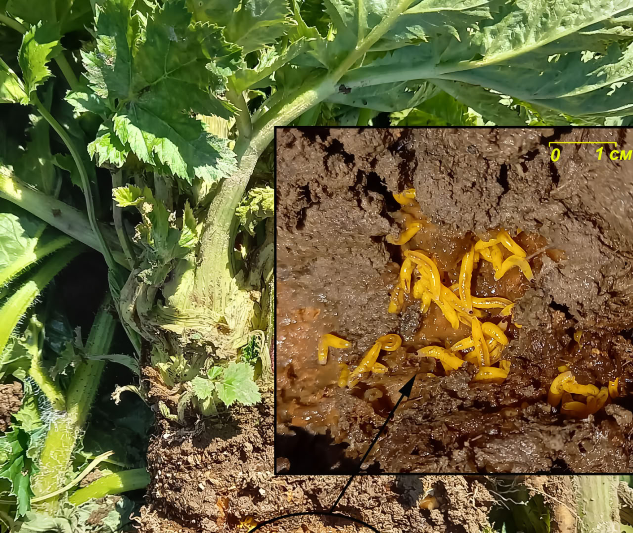 © Кривошеина М.Г., Кривошеина Н.П., Озерова Н.А., Озеров А.Л., Российский журнал биологических инвазий, 2024