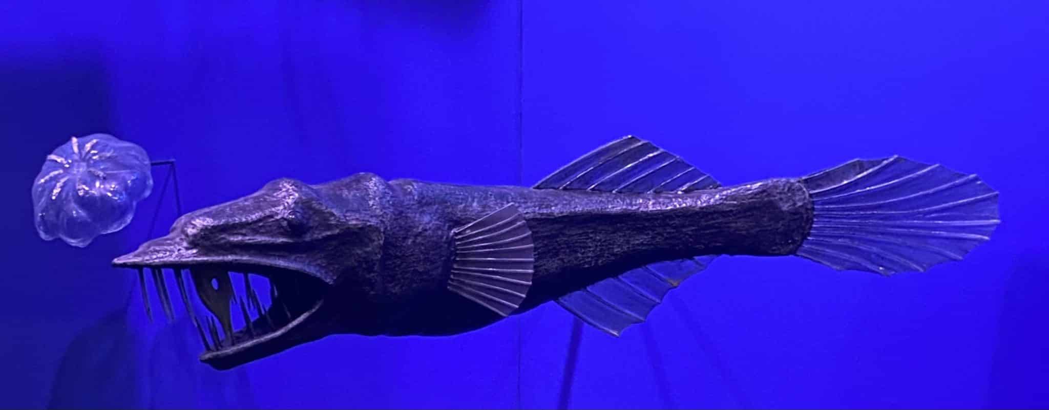 Модель удильщиков Thaumatichthyidae с характерной челюстью, которую называют «волчьим капканом». Экспонат выставлен в Американском музее естественной истории / © Wikimedia commons, Ryan Schwark.