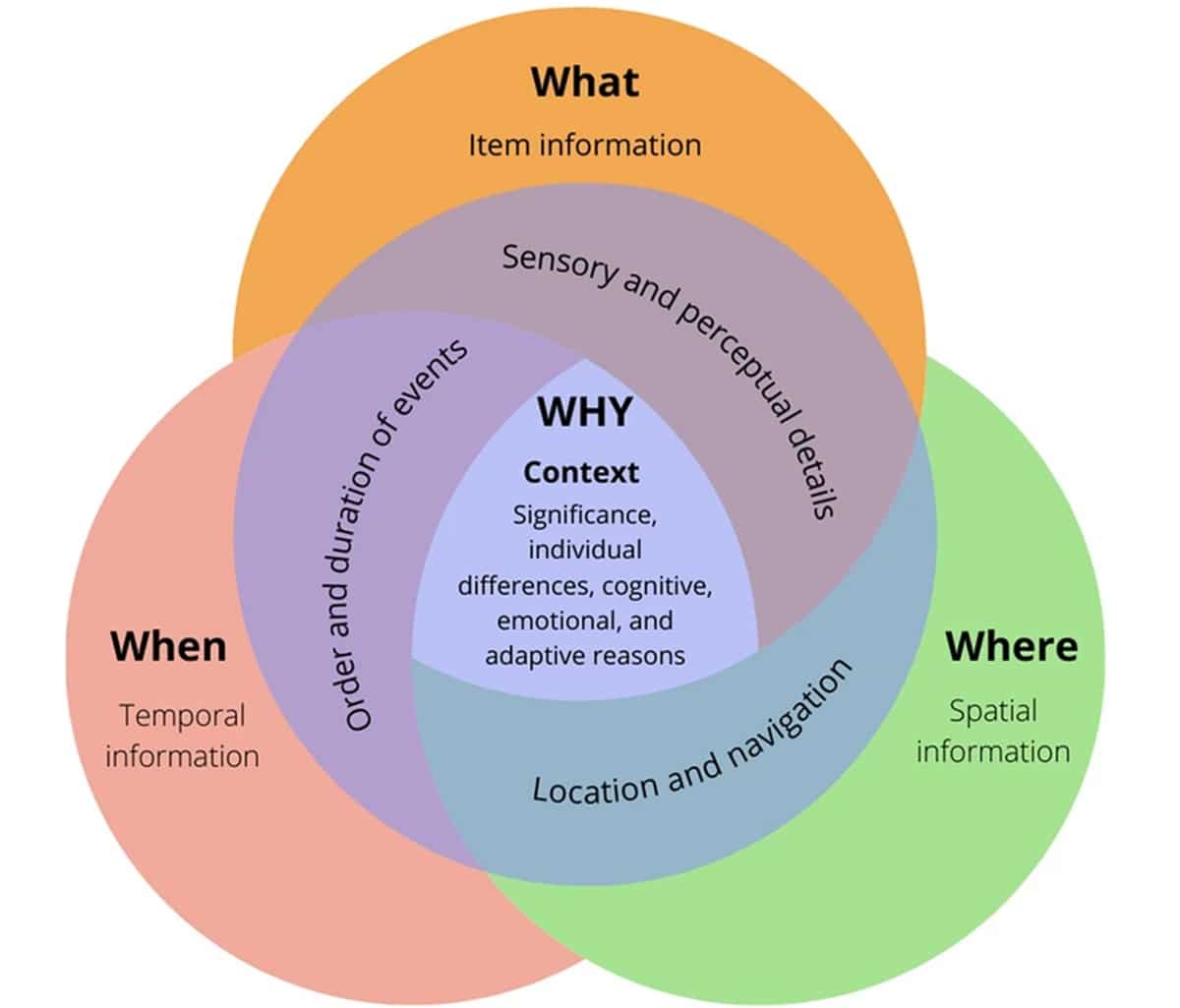 Психологи определили, почему одни события запоминаются лучше других / © Fernanda Morales-Calva et al., Cognitive, Affective, & Behavioral Neuroscience