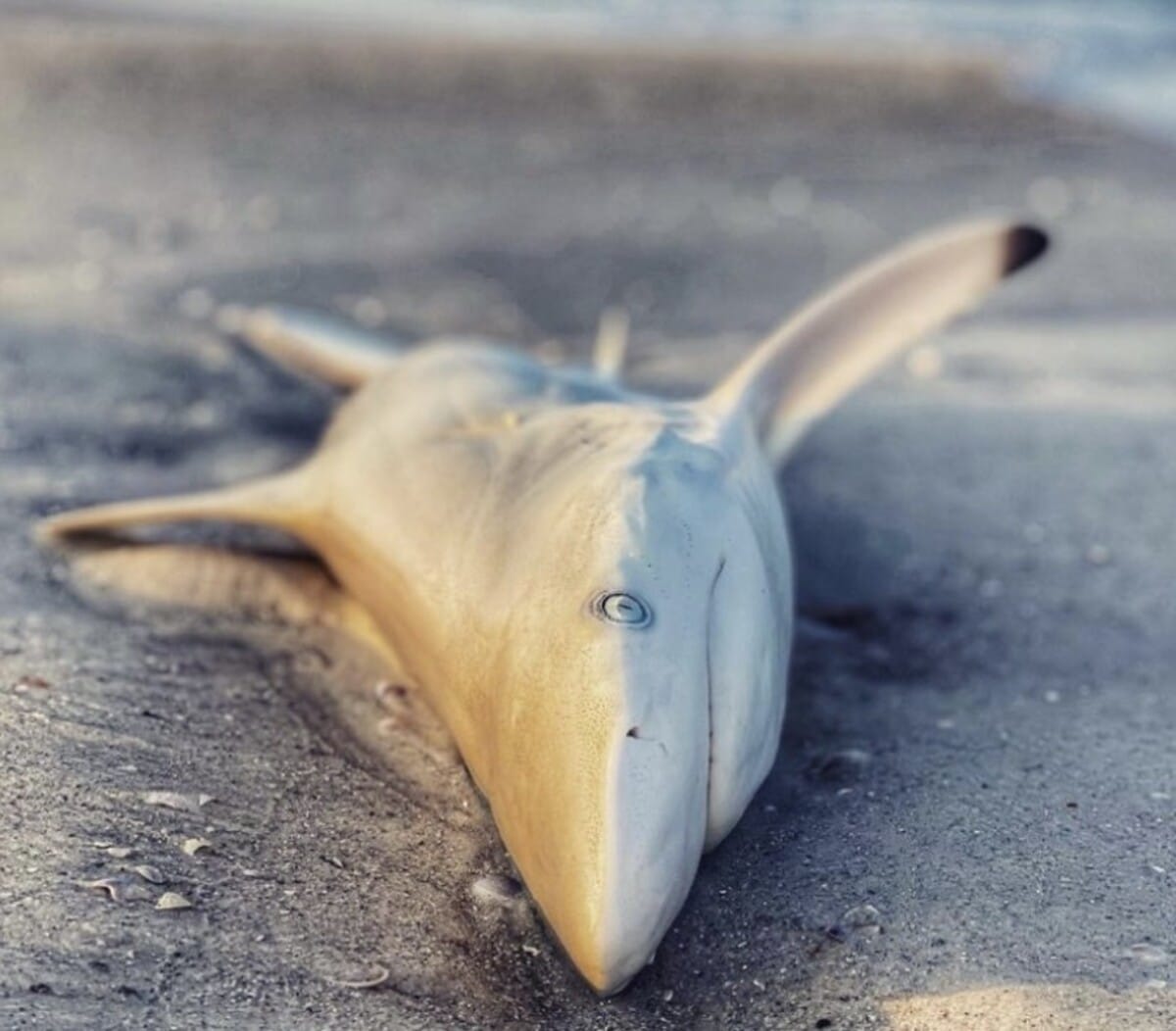 Черноперая акула Carcharhinus limbatus / © Dustin Minialoff via inaturalist.org