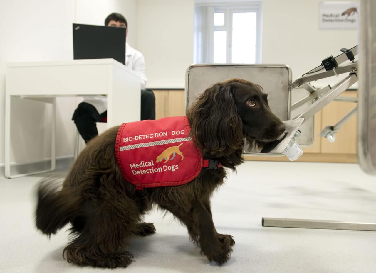 Кокер-спаниель Киззи, принимавший участие в эксперименте / © Medical Detection Dogs, University of Bristol