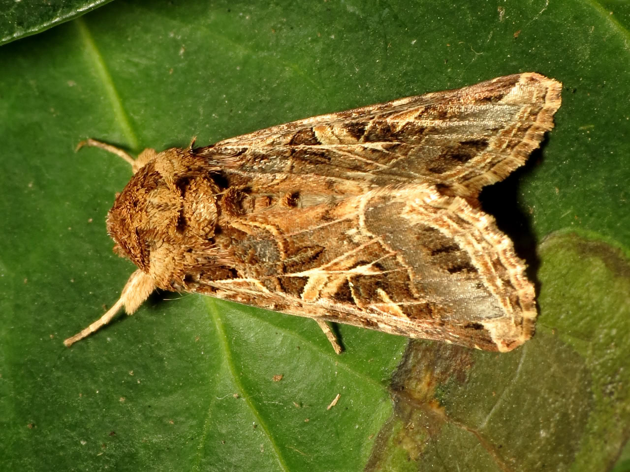 Бабочка вида Spodoptera littoralis / © Katja Schulz, flickr.com