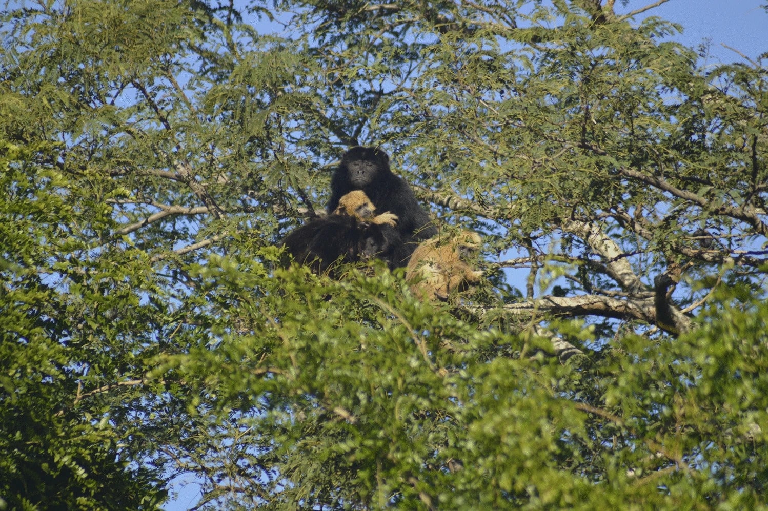 Группа черных ревунов. В центре самец (шерсть черная) держит приемного младенца, они отдыхают / © Primates, Debora R. Gilles et al.