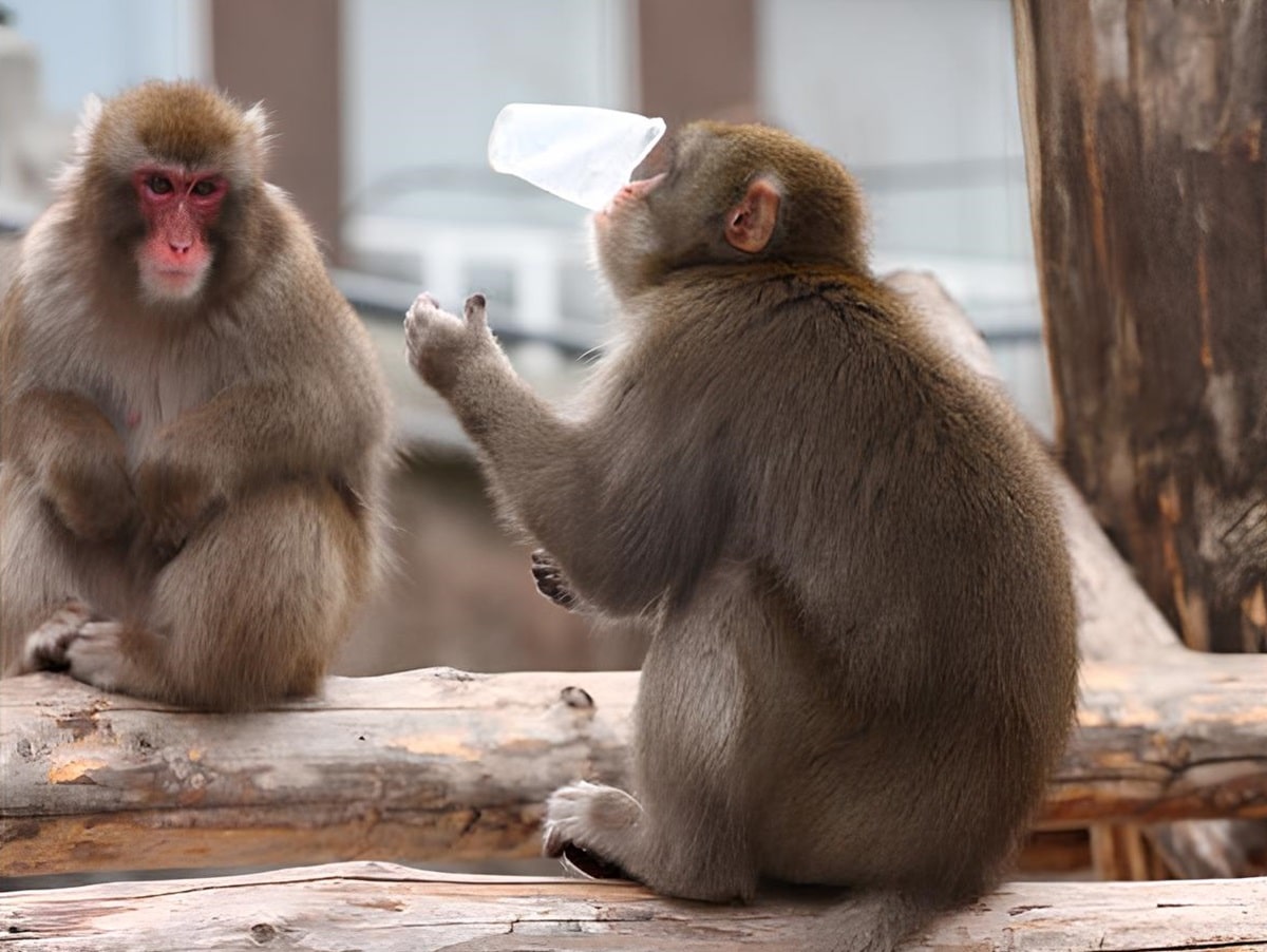 Зависть назвали нехарактерной для биологических видов кроме людей / © Автор неизвестен, Vecteezy