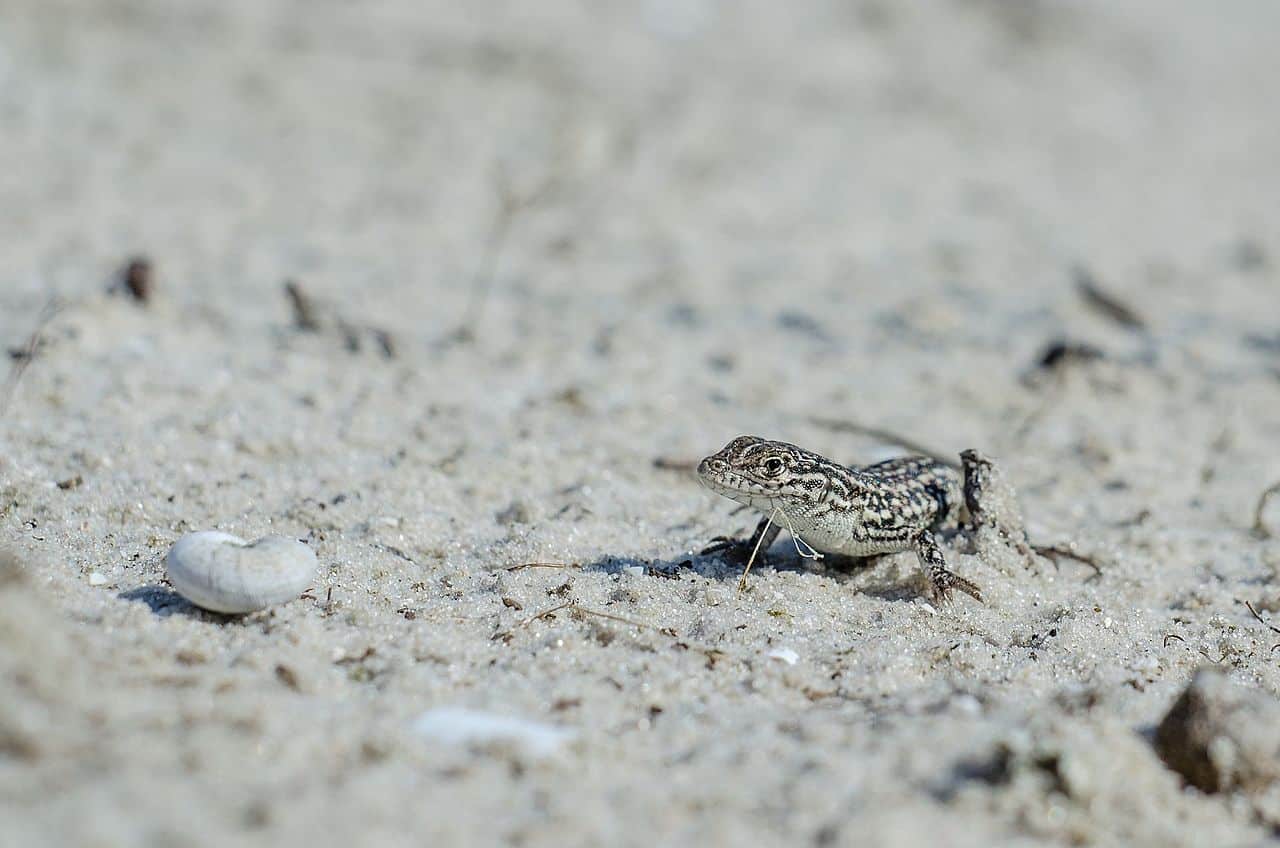 Разноцветная ящурка (Eremias arguta), заснятая в Европе. Палеонтологи нашли сходства в строении лобной части черепа этого вида и образца из пещеры Таврида / © Wikimedia Commons, Viktor Yepishin