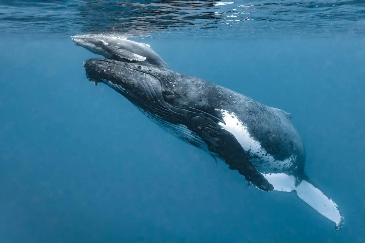 Детеныш горбатого кита с матерью / © Jasmine Carey, Caters News