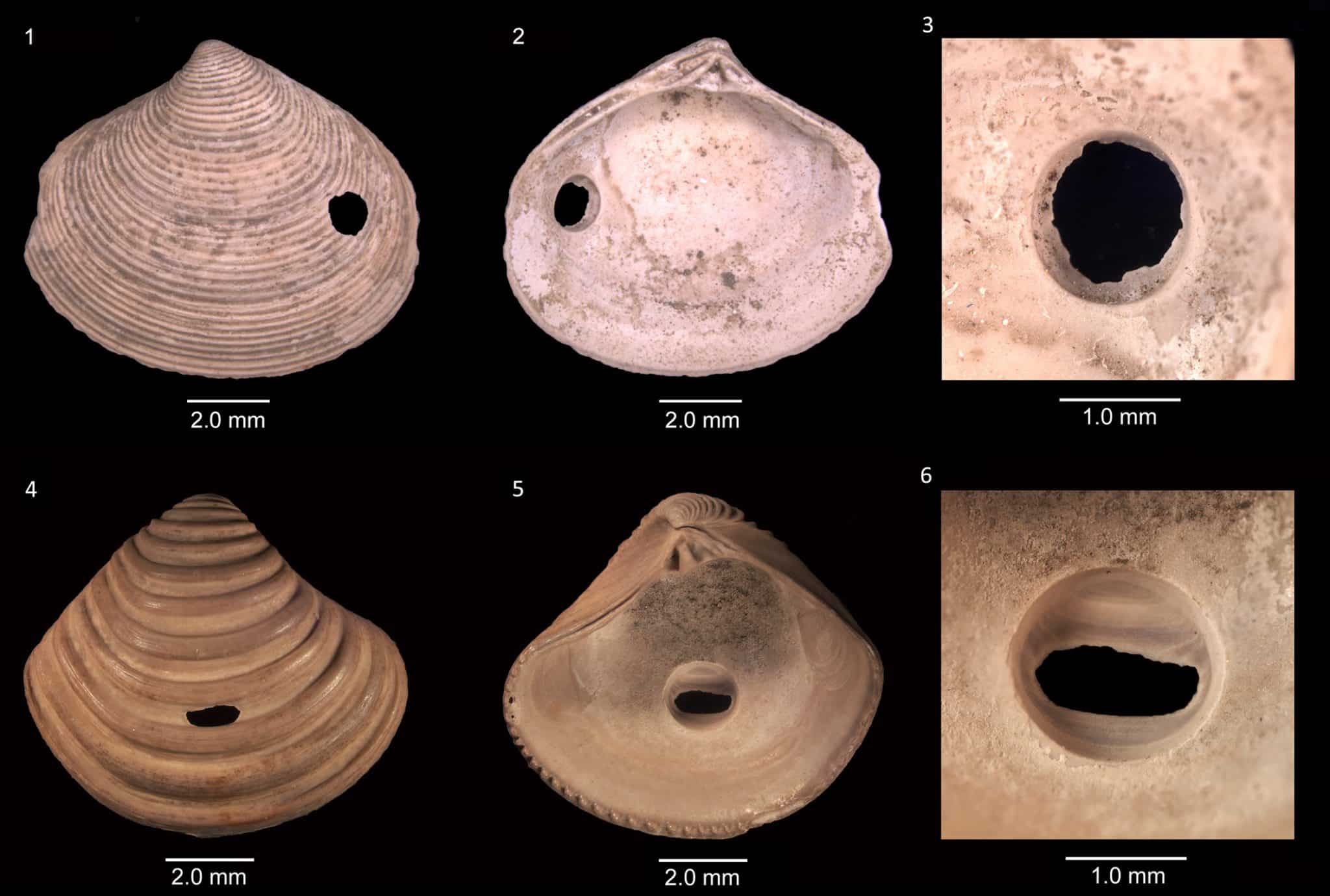 (1-3) Раковина Astarte incerta из раннего плиоцена с внутренним отверстием, просверленным хищной улиткой. Виды: внешний (1), внутренний (2) и детальный (3). (4-6) Раковина Astarte goldfussi раннего или среднего миоцена с внутренним отверстием, просверленным хищной улиткой. Виды: внешний (4), внутренний (5) и детальный (6) / © Journal of Paleontology, Adiël A. Klompmaker and Gregory P. Dietl.