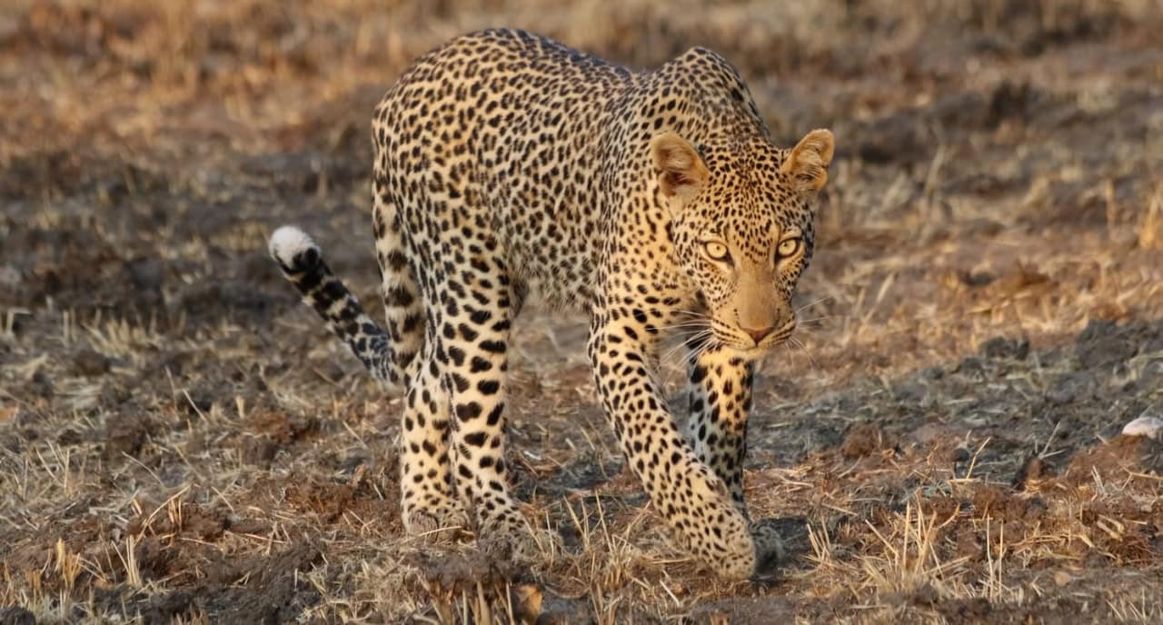 Леопард в национальном парке Ньерере, Танзания / © Charlotte Searle, University of Oxford