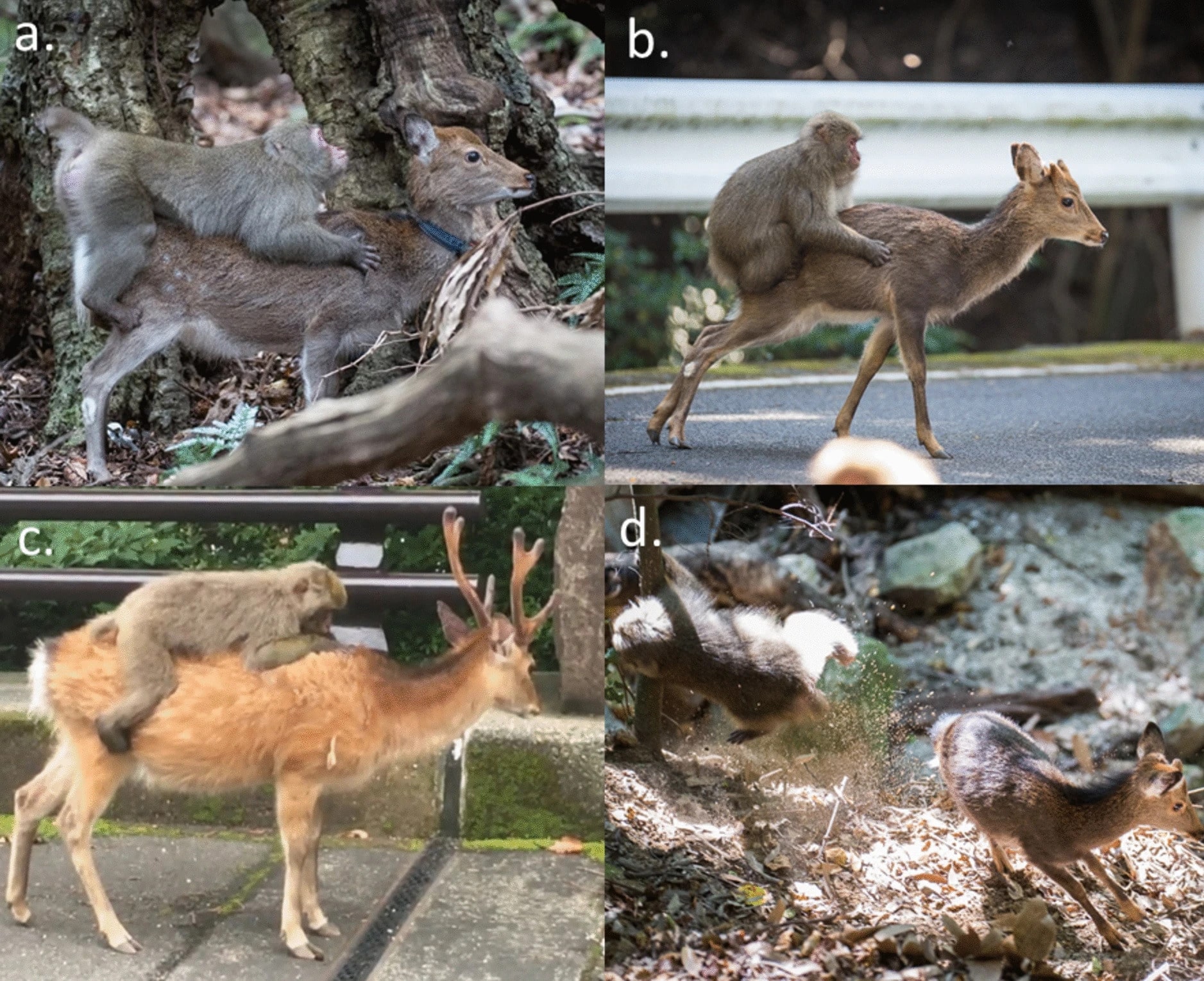 Разнообразное поведение японских макак на пятнистых оленях. a) макака демонстрирует сексуальное поведение, b) макака передвигается вместе с оленем, c) макака лежит на олене и ухаживает за ним, d) макака участвует в игре / © Primates, Léane Depret et al.