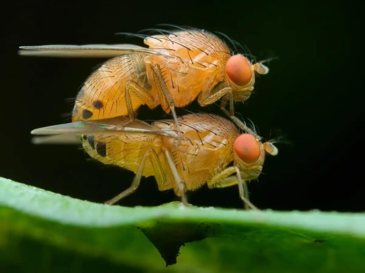 Генетически модифицированные самцы плодовых мушек могут передавать яд самкам во время спаривания / © Alamy, Abdul Latif
